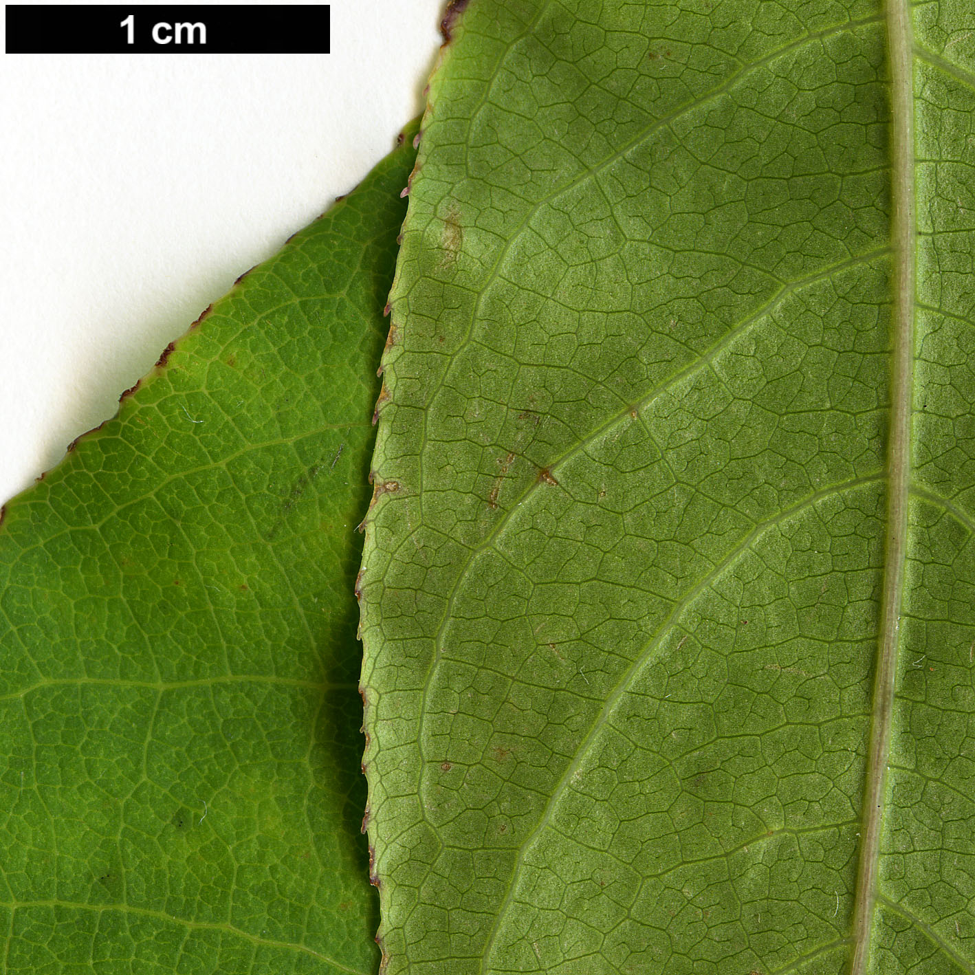 High resolution image: Family: Araliaceae - Genus: Pentapanax - Taxon: longepedunculatus